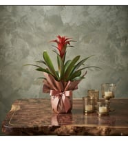 Buketli Polimer Saksıda Guzmania