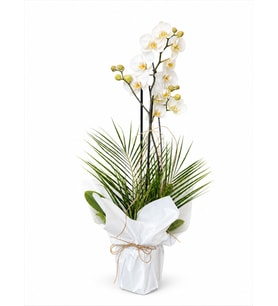 BUKET KAGIDINDA ORKİDE TASARIM