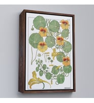 Çerçeveli Nasturtium Çiçeği Kanvas Tablo (Beyaz)
