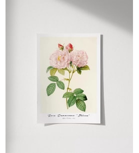 Çerçevesiz Poster Rosa Damascane Italica (Çok Renkli)