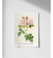 Çerçevesiz Poster Rosa Damascane Italica (Çok Renkli)