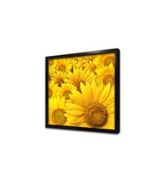 Ayçiçekleri Çerçeveli Mdf Tablo