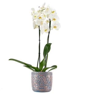 Saksıda Double White Orkide