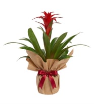 Guzmania Kraft Bitkisi