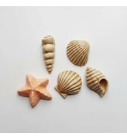 Mini Deniz Kabukları 5Li Silikon Kalıp 4 Cm