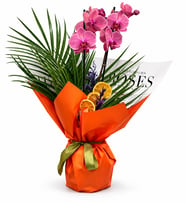 Premium Ateş Orkide Tropikal Yeşillikler ve Portakal Detaylı Özel Tasarım