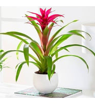 Guzmania vazoda