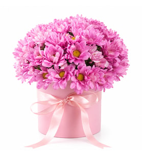 PEMBE FİYONKLU PEMBE PAPATYA