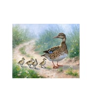 Ördek Ailesi Çerçeveli 40x50 Sayılarla Boyama Hobi Seti