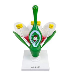 ÇİÇEK KESİTİ MODELİ