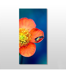 Çiçekteki Böcek Kanvas Tablo 70x105cm (Karışık)