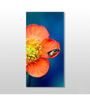 Çiçekteki Böcek Kanvas Tablo 70x105cm (Karışık)