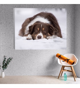 Avusturyalı Çoban Köpeği Dekoratif Kanvas Tablo