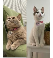 "Kalp" Şeklinde Tasma - Zilli - Ayarlanabilir - Isimli Kedi Tasması / Küçük-Orta Irk Köpek Tasması