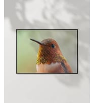 1. Kolibri Kuşu Poster (Çok Renkli)