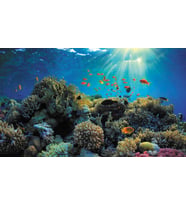 Kanki Pet KP8550021 Akvaryum Arka Fon Yapıştırma 85 x 50 CM