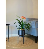 Siyah Metal Saksılık Ayaklı Çiçeklik Gold Detay Dekoratif Saksı Vazo 41x21cm