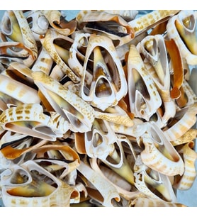 Luahnus Kesik  Deniz Kiloluk Deniz Kabuğu (1 KG)