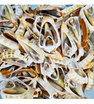 Luahnus Kesik  Deniz Kiloluk Deniz Kabuğu (1 KG)