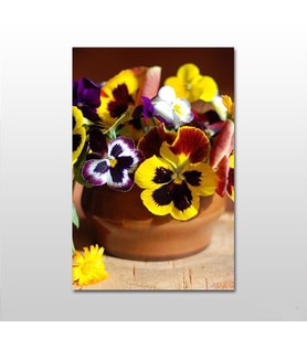 Saksı Ve Menekşe Kanvas Tablo 60X30 (Karışık)