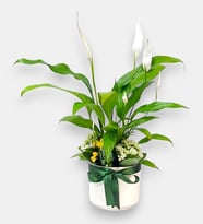 Beyaz Saksıda Barış Çiçeği ve Kalanchoe Çiçekleri