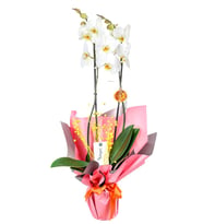 Pink Orkide