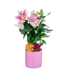 Pembe Beton Saksıda Pembe Lilyum
