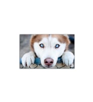 DBSanatevi Husky Köpek Tablo 70 X 70 Cm