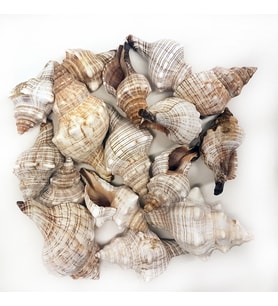 Trapezium Kiloluk Deniz Kabuğu (1 KG)