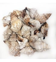 Trapezium Kiloluk Deniz Kabuğu (1 KG)
