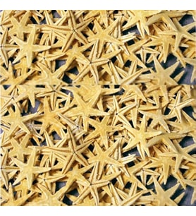 Naturel Deniz Yıldızı Minik Boy 0.5 -2 CM (10 Adet)  Natural