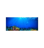 Kanki Pet KP1556532 Akvaryum Arka Fon Yapıştırma 155 x 65 CM