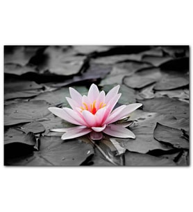 Cakatablo Siyah Beyaz Lotus Yaprakları ve Pembe Nilüfer Çiçeği MDF Tablo