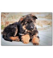 Cakatablo Kahverengi Siyah Sevimli Yavru Köpek MDF Tablo