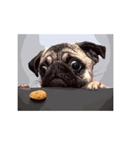 Sevimli Pug Sticker(Çerçeveli) 50x65 Sayılarla Boyama Hobi Seti