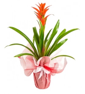 Saksıda Guzmania