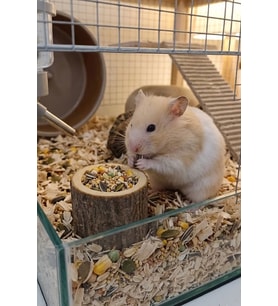 Doğal Kütük Hamster Yemliği - Mini Kemirgen Yem Kabı 3,5 cm