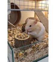 Doğal Kütük Hamster Yemliği - Mini Kemirgen Yem Kabı 3,5 cm