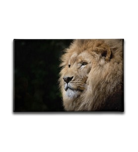 Aslan Kanvas Tablo HYY152
