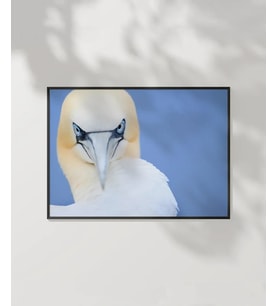 Deniz Kuşu Poster