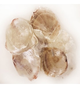 Placuna Kiloluk Deniz Kabuğu (1 KG)