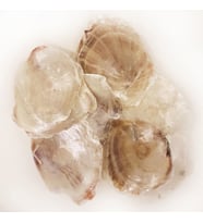 Placuna Kiloluk Deniz Kabuğu (1 KG)