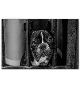 Cakatablo Buldog Köpek Irkı Parmaklıklar Ardında Görseli MDF Tablo