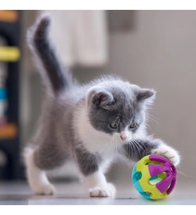 Genel Markalar Çıngıraklı Kedi Köpek Oyun Topu (Karton Askılı)