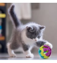 Genel Markalar Çıngıraklı Kedi Köpek Oyun Topu (Karton Askılı)