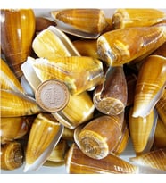 Conus Magus Kiloluk Deniz Kabuğu (1 KG)