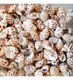 Babylonia Areolata Kiloluk Deniz Kabuğu (1 KG)