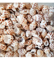 Babylonia Areolata Kiloluk Deniz Kabuğu (1 KG)
