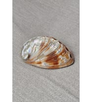 Orta Boy Abalone Shell Renkli Istiridye Kabuğu 116-2