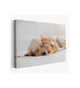 Golden Köpek İle Uyuyan Yavru Kedi Dekoratif Kanvas Tablo 1176